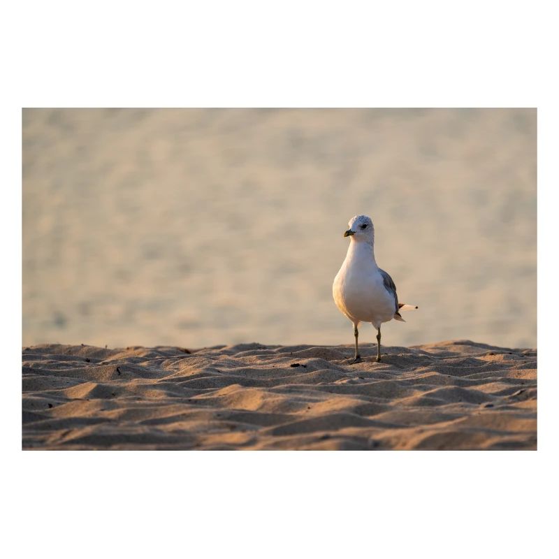 Möwe am Strand