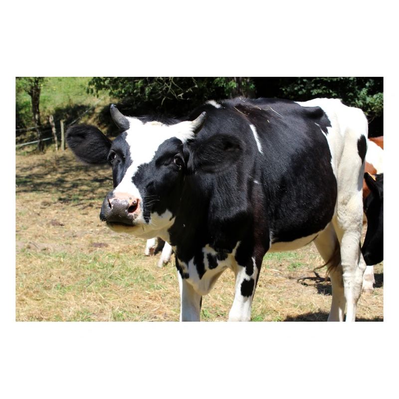 Affiche de vache