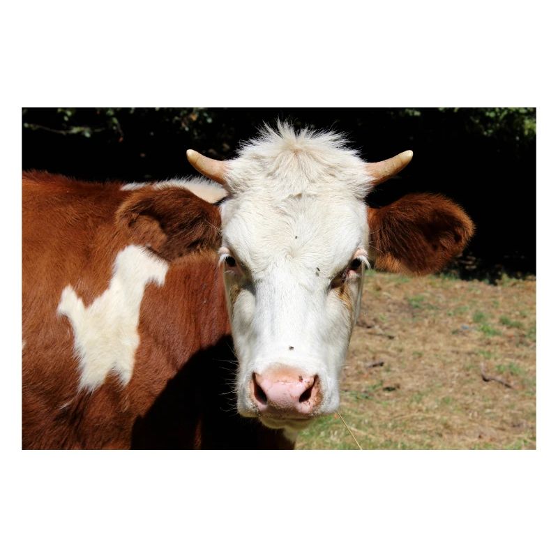 Affiche de vache