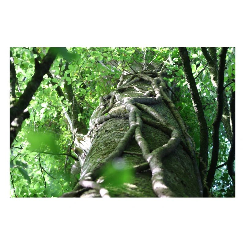 Low-angle beech and ivy landscape