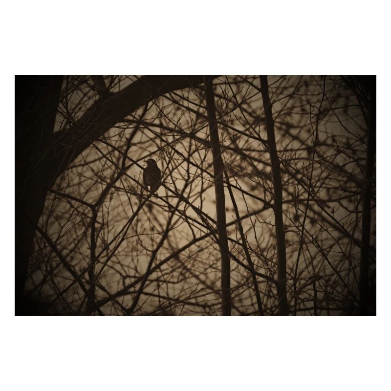 Bird silhouette