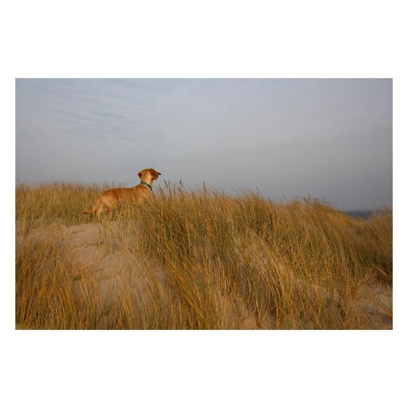Teckel dans les dunes de la mer