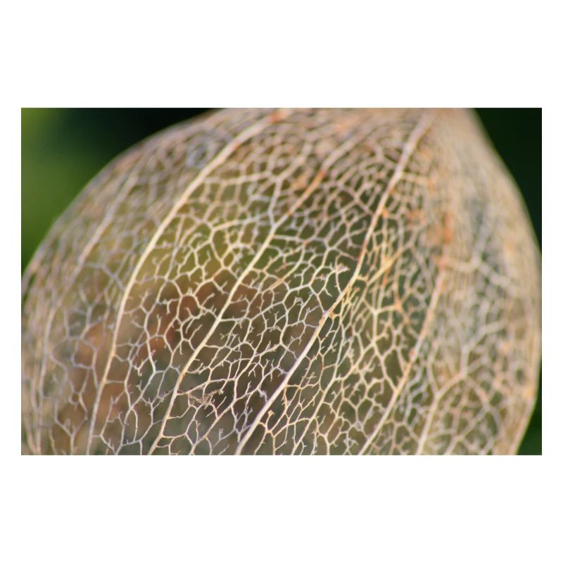 Physalis in winter