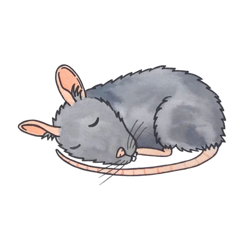 Mouse asleep
