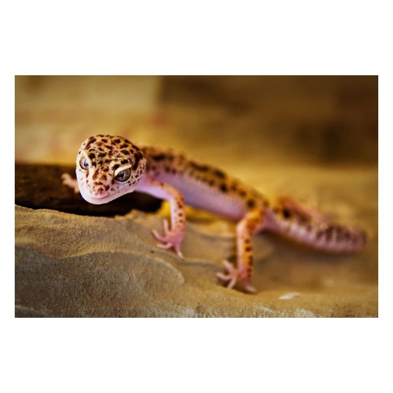 Gecko, Gecko léopard, Reptile