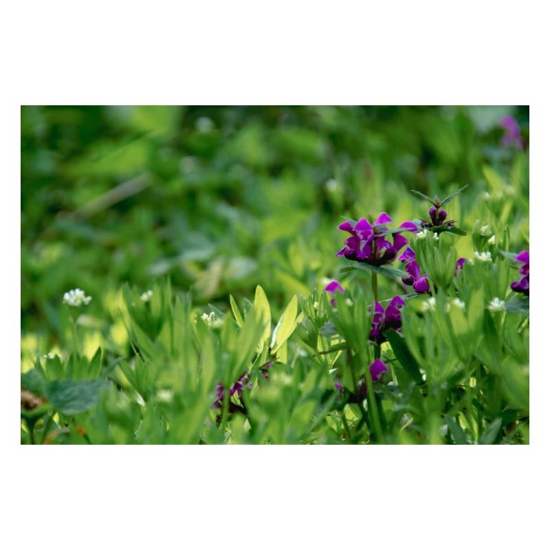 Wildflower