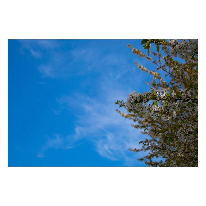 blühender Himmel