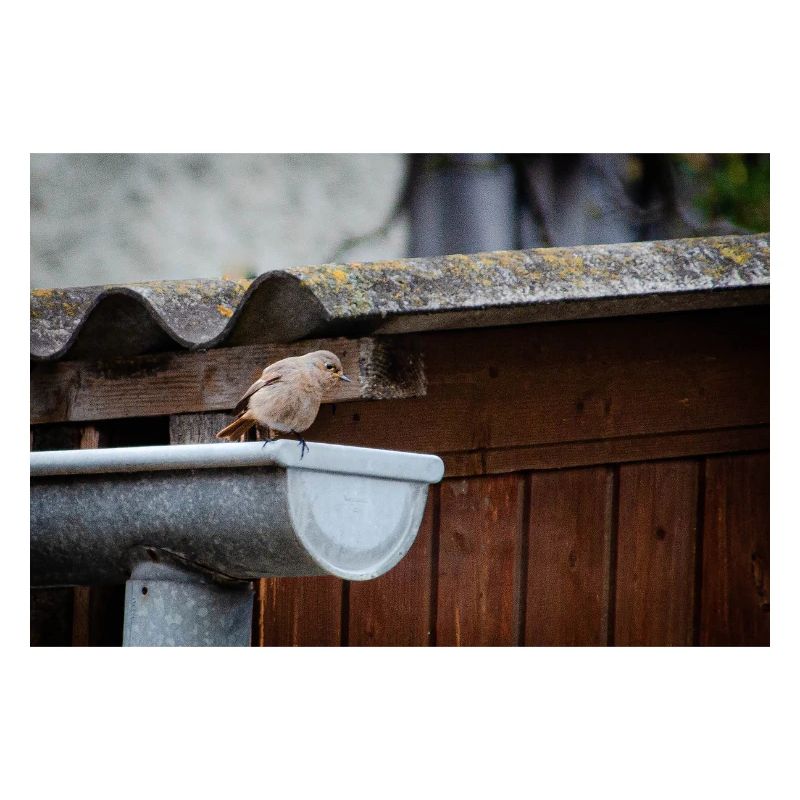 petit oiseau