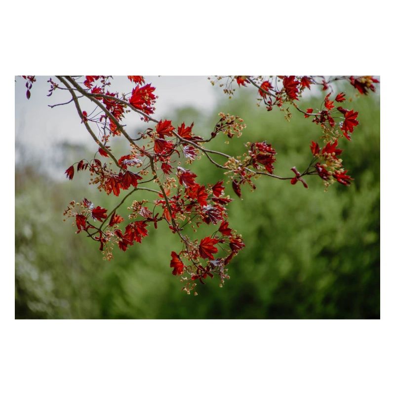 rote Herbstblätter