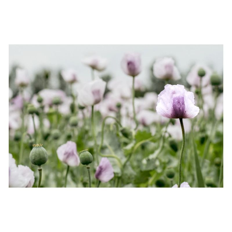Mohnblumenfeld