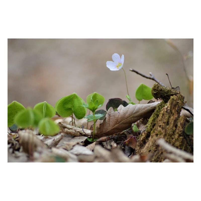 Waldblümchen
