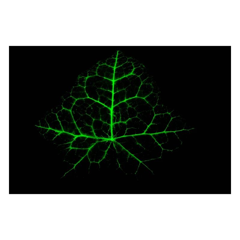 Affiche - Chaotic Ivy Leaf