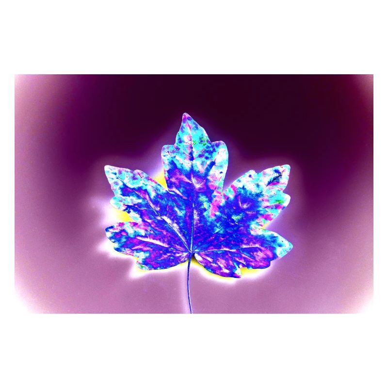 Affiche - Maple Leaf