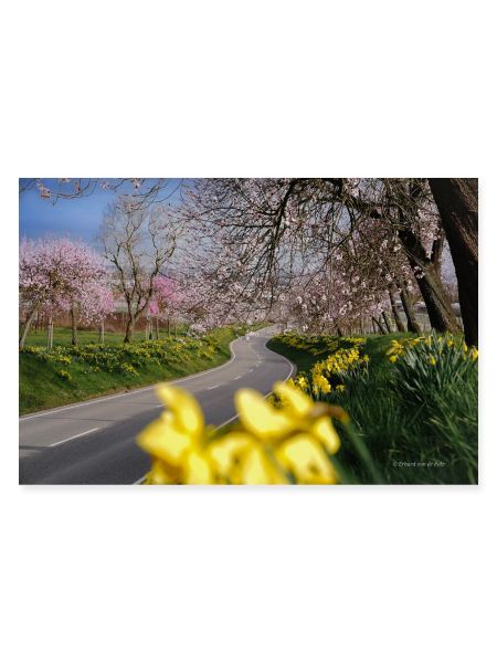 Mandelblüte