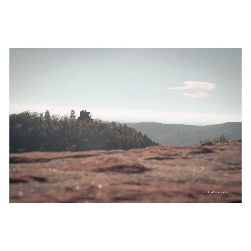 Waldblick
