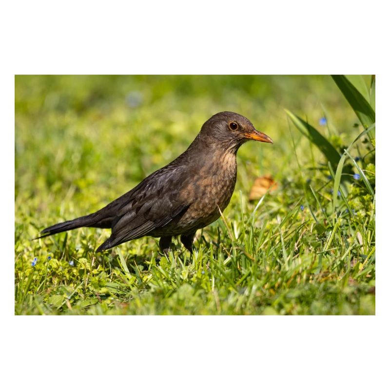 Blackbird