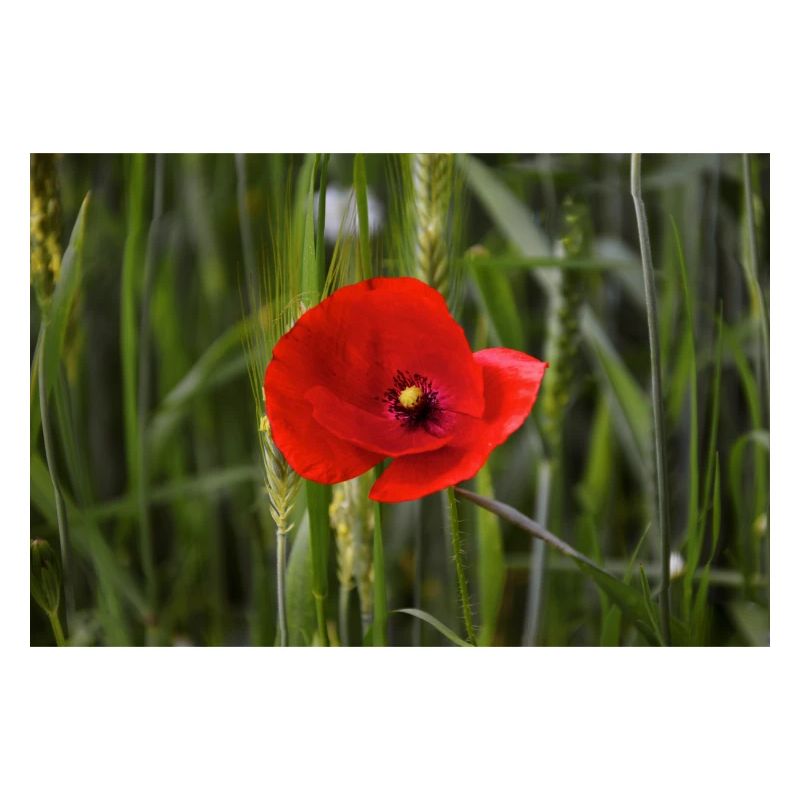 Klatschmohn.