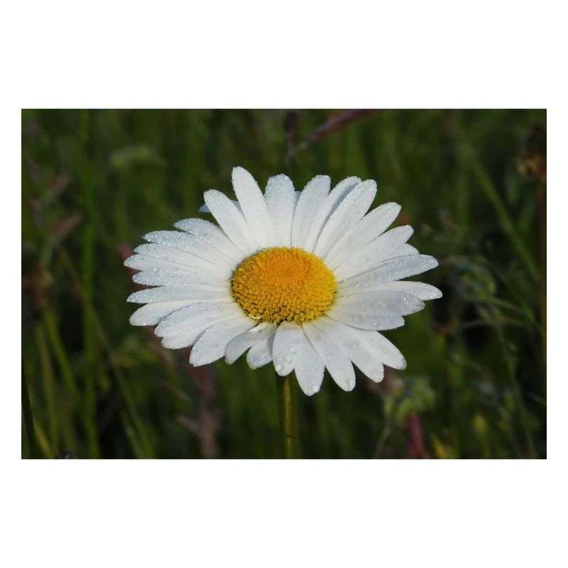 Camomile.