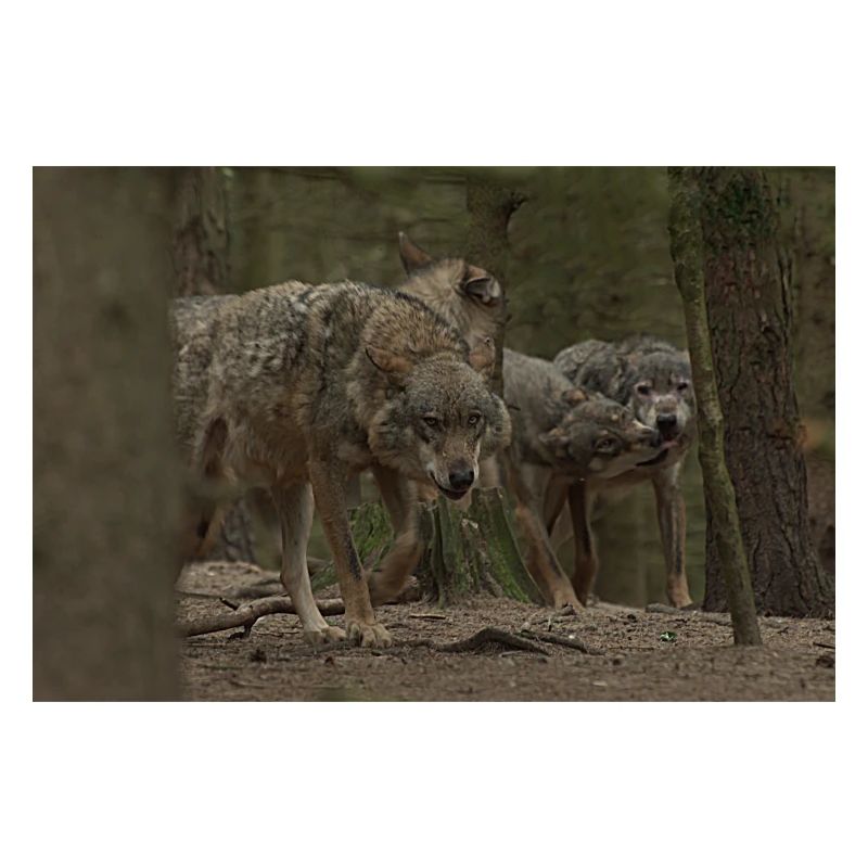 Wolves.
