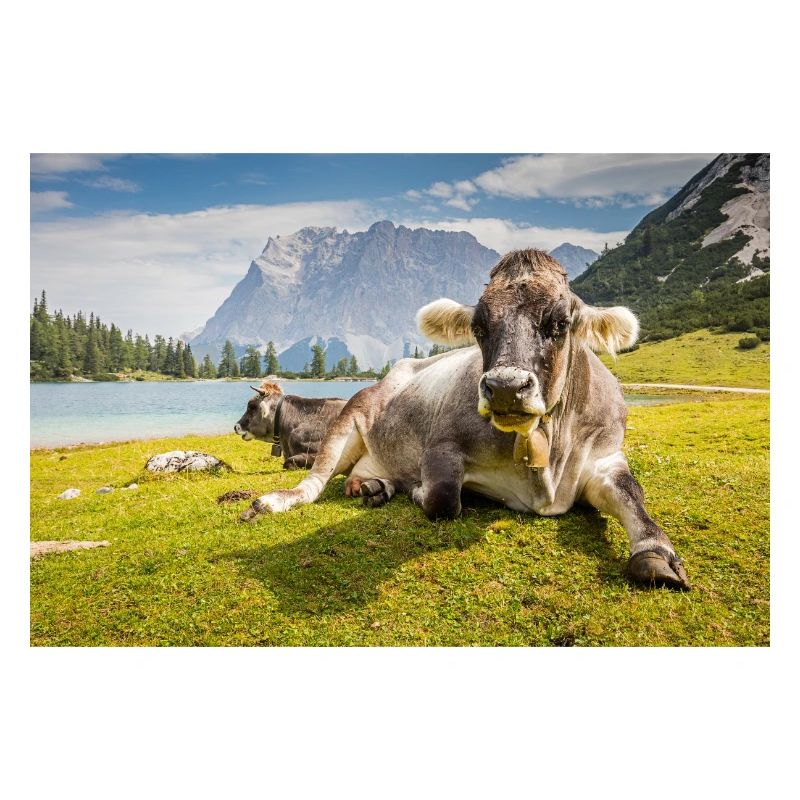Cows at Lake Sebensee