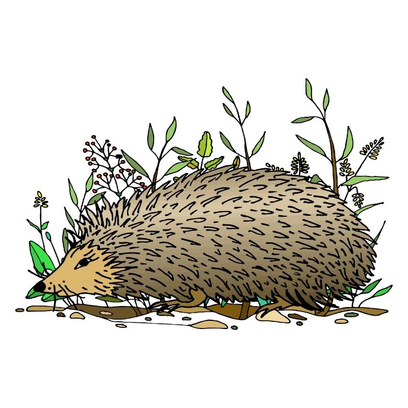 Hedgehog