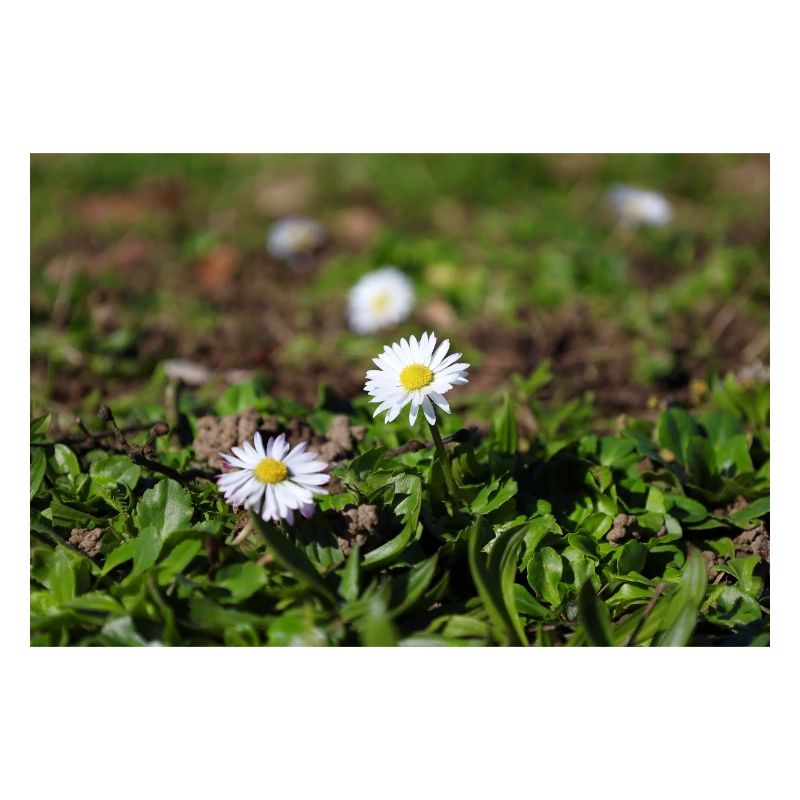 Gänseblümchen