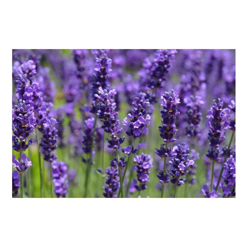 Lavender Field Dreamscape