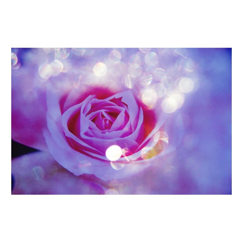 L’exposition multiple lumineuse de Rose