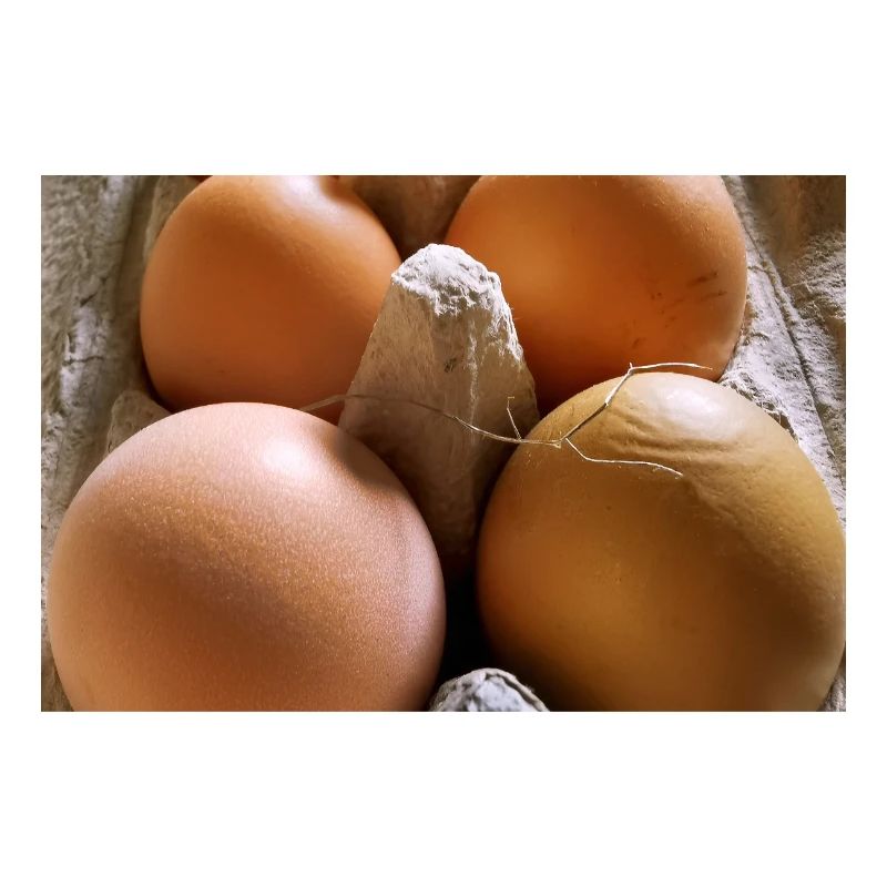 Eier