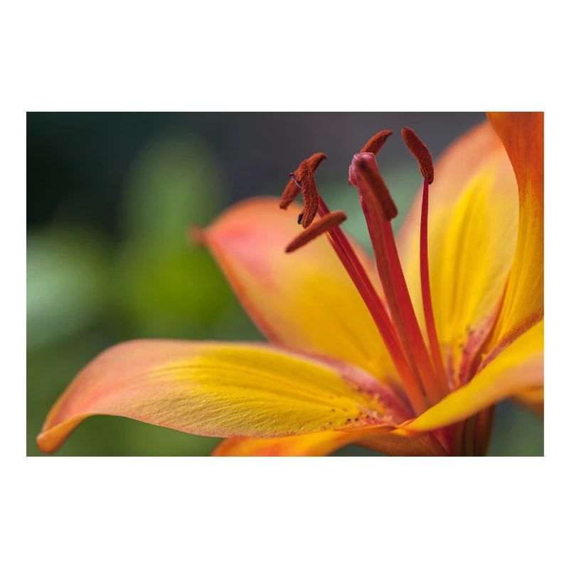 Macro de fleur de fleur de lis orange