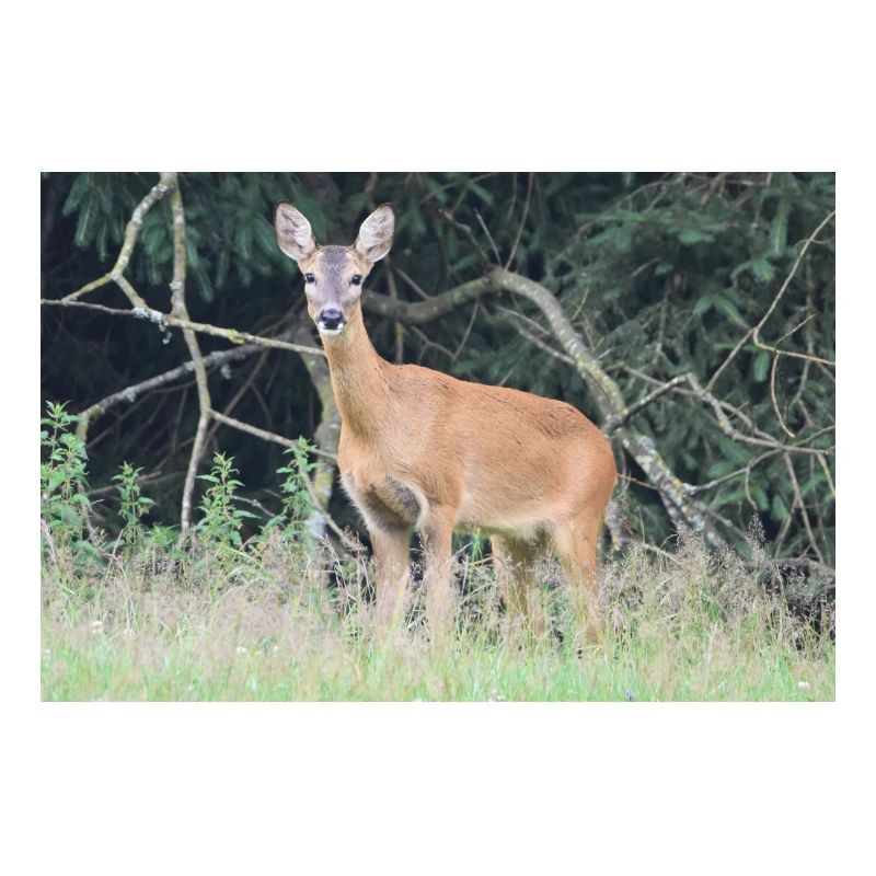 Deer forest