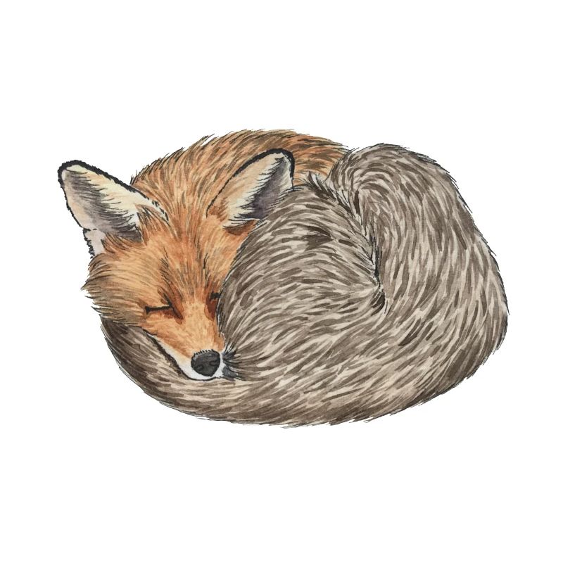 sleeping curled red fox