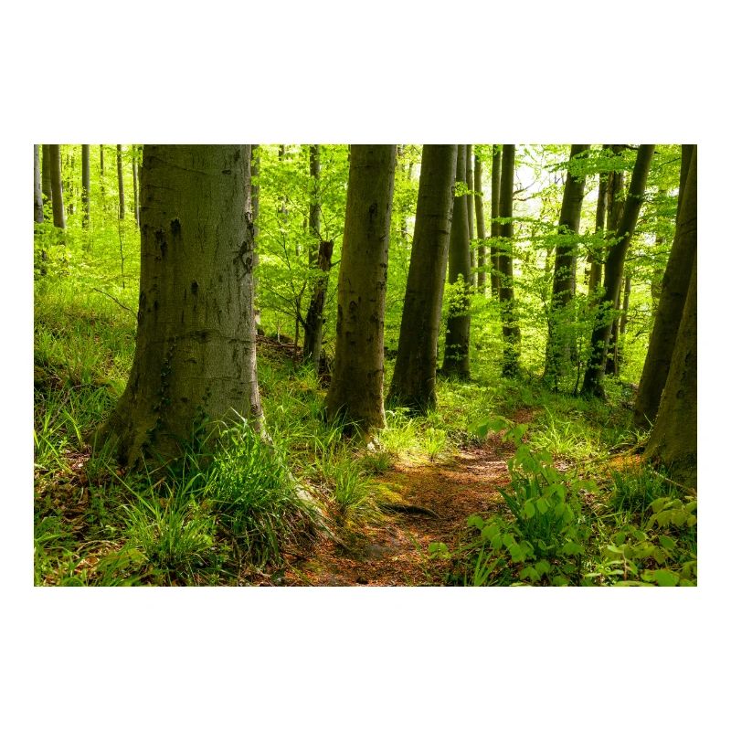 Idyllic path through a forest in spring