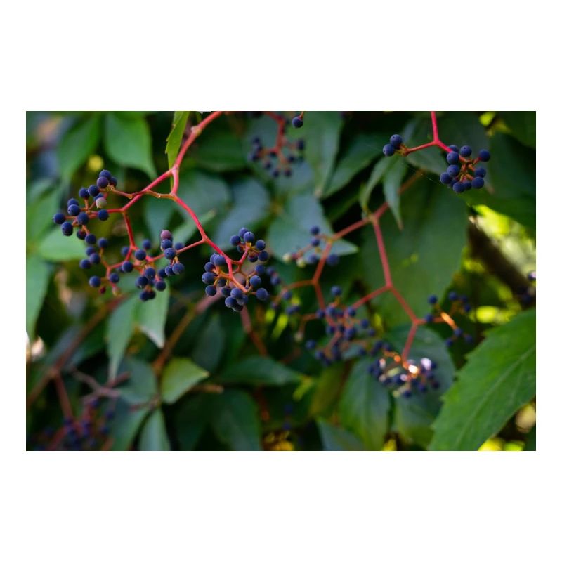 Efeu Beeren