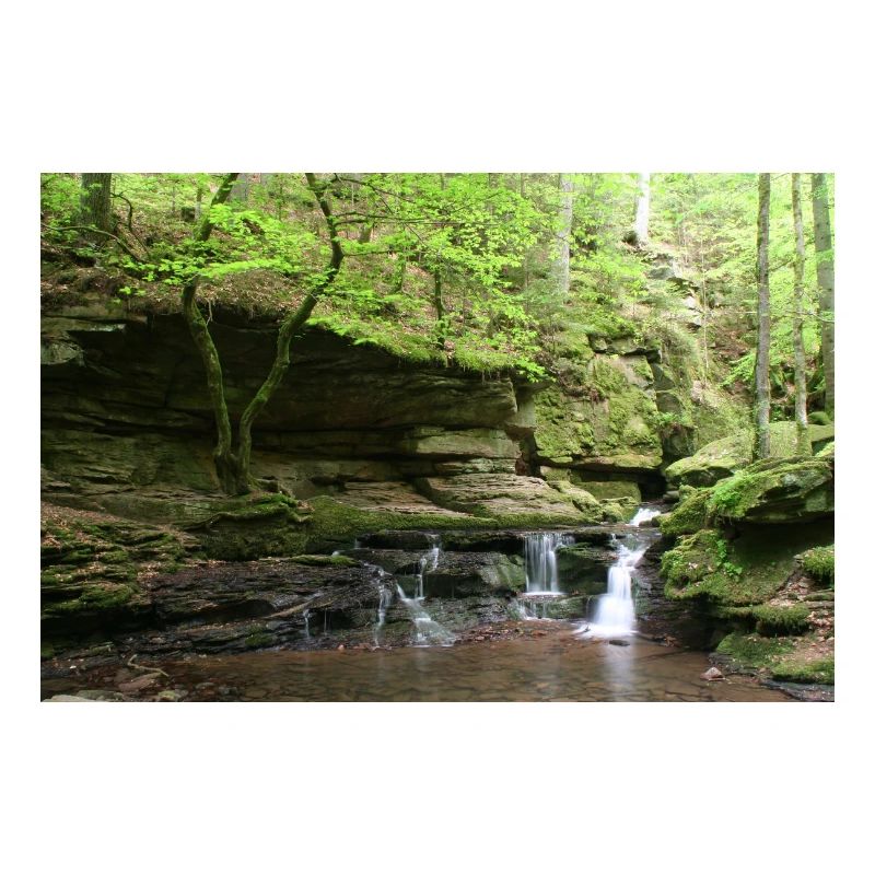 Black Forest Monbach