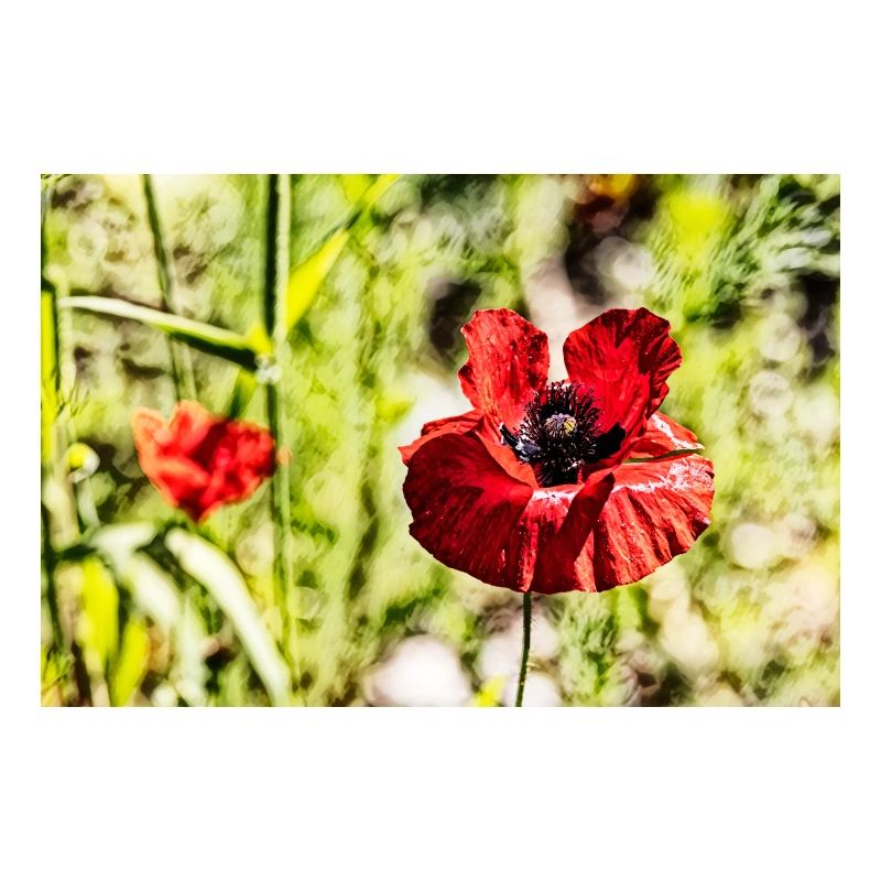 Coquelicots
