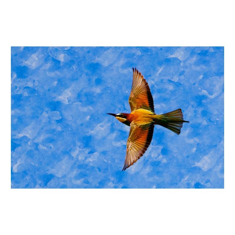 Bee-eaters in flight