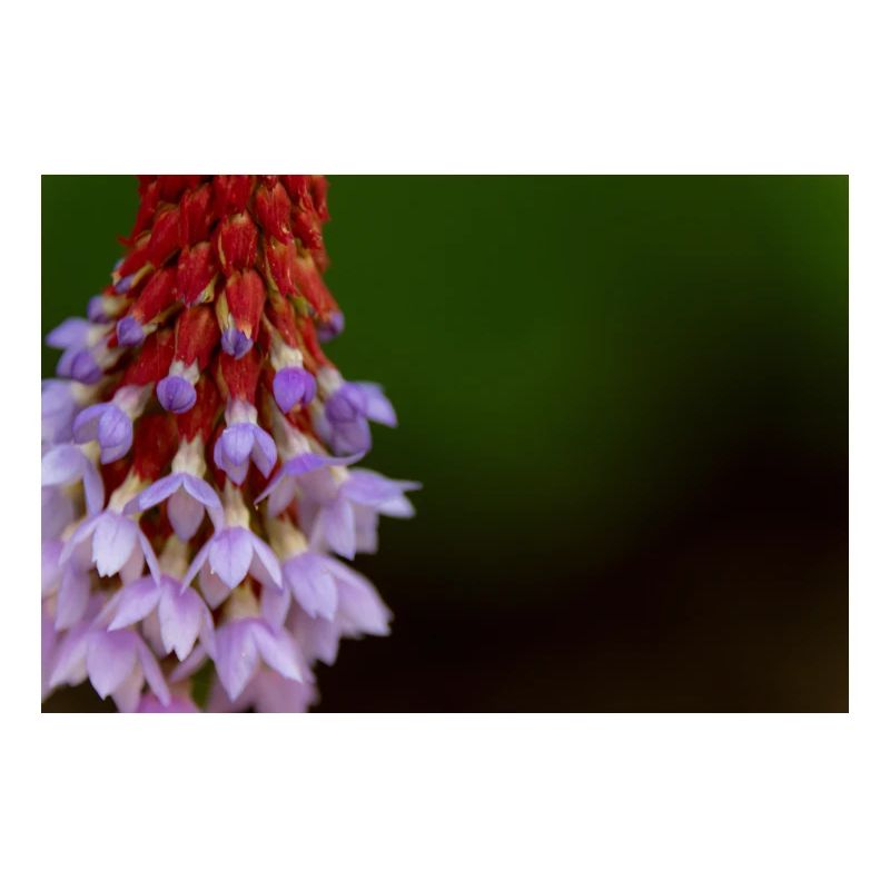 Lavender Blossom Gradient Pattern