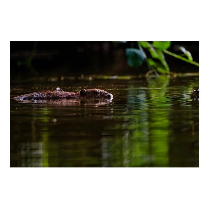 Nager silencieusement dans une eau verte calme