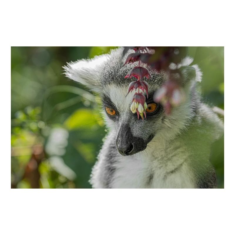 Portrait de lémurien au feuillage vert
