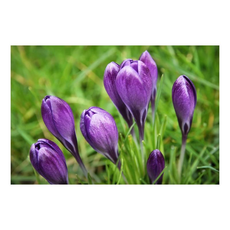 Grappe de crocus violet dans le jardin de printemps