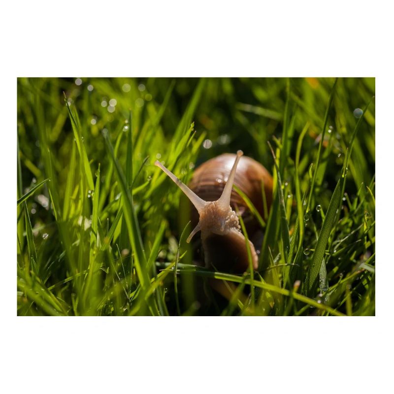 Snail in the grass