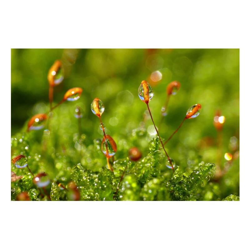 Wassertropfen