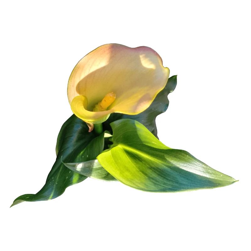 LYS CALLA JAUNE