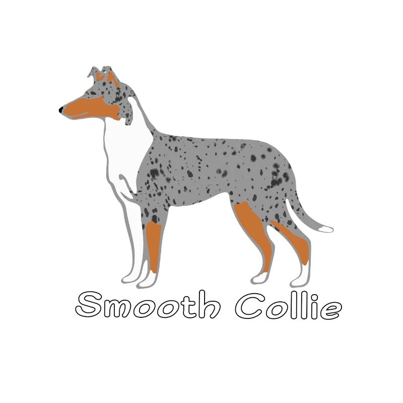 Smooth Collie blue-merle