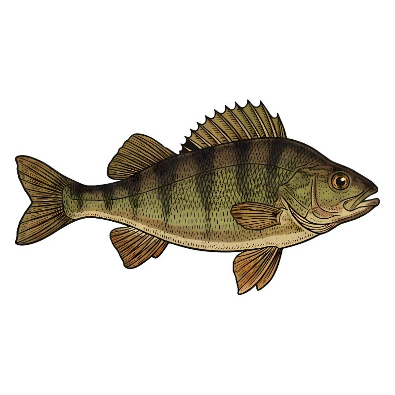 Realistic Perch Fish Vector