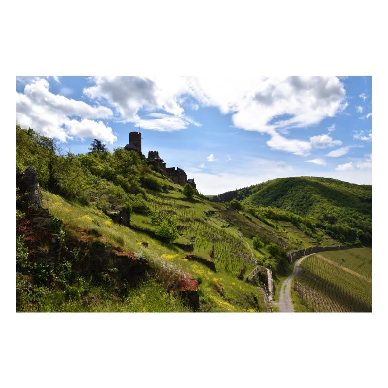 Moselle, castle, vineyard, panorama