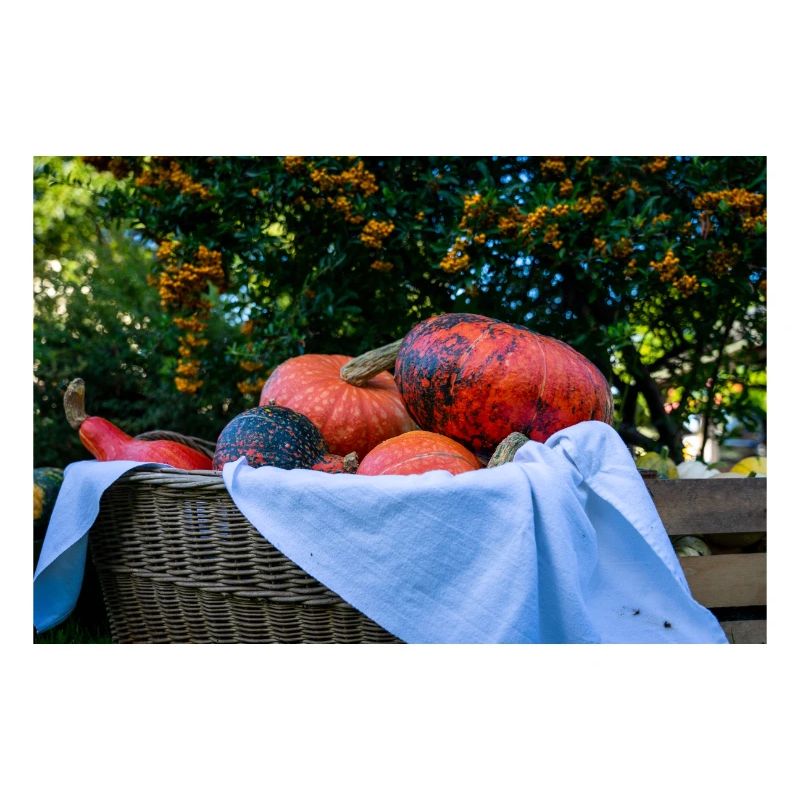 Panier de citrouille