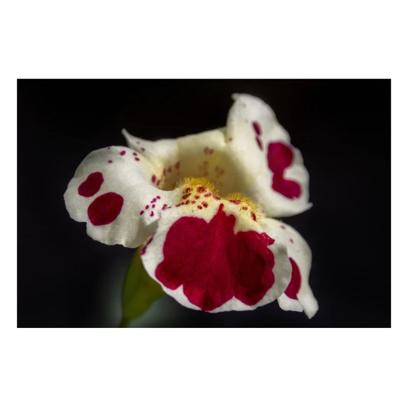 White flower with ruby spots