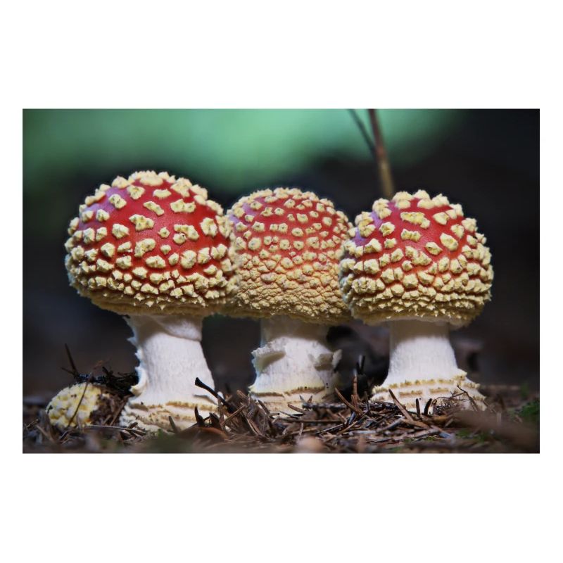 Three toadstools